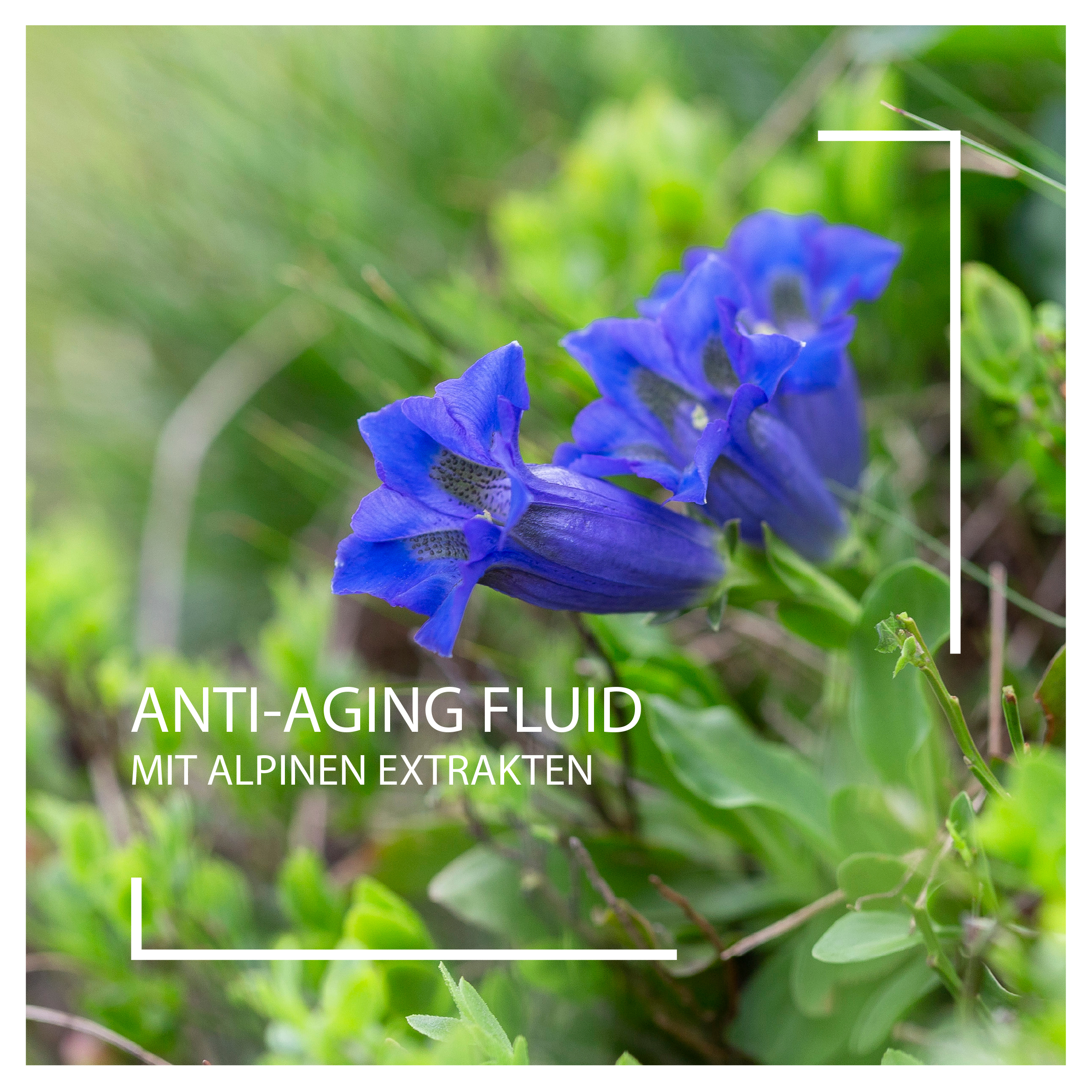 Anti-Aging Fluid mit alpinen Extrakten I Beautyspa I Foto: shutterstock.com/Ihor Hvozdetskyi