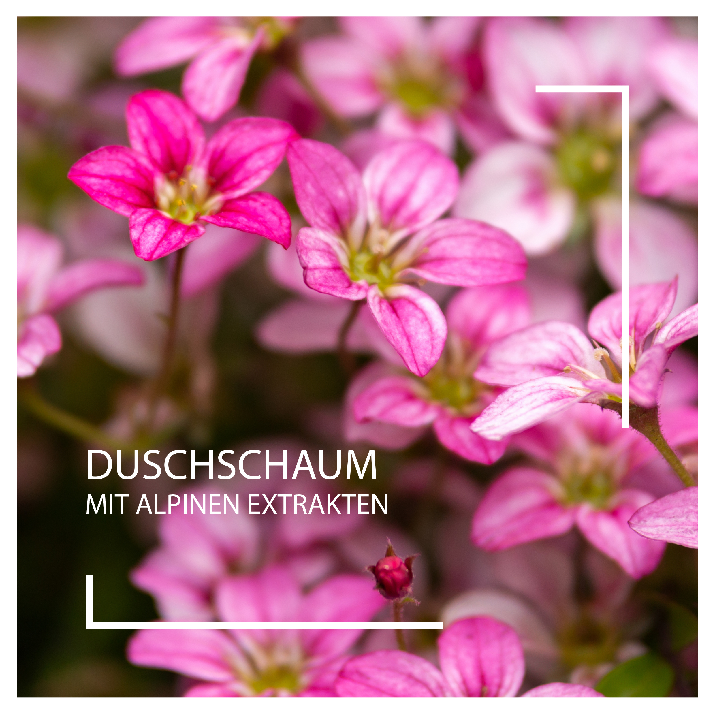 Duschschaum mit alpinen Extrakten I BeautyspaI Foto: shutterstock.com/Max_555