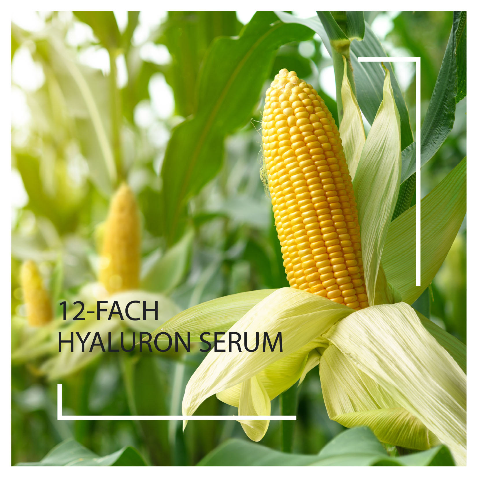 Neuheiten 2025: 12fach Hyaluron Serum I Beautyspa Servicegesellschaft mbH 12fach Hyaluron Serum I Beautyspa Servicegesellschaft