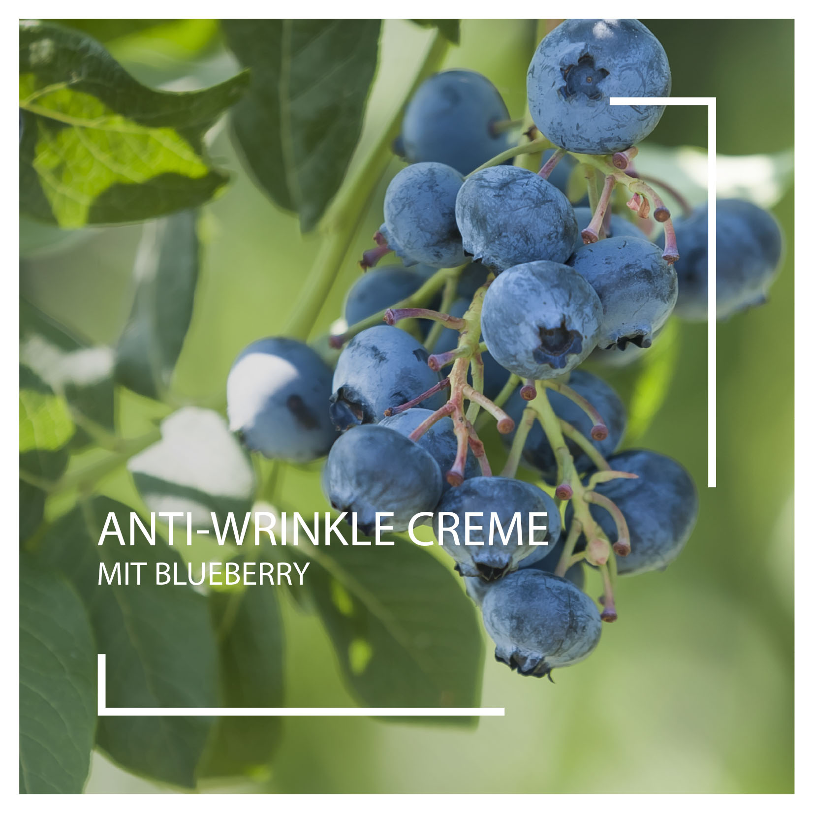 Neuheiten 2025: Anti-Wrinkle Creme mit Blueberry I Beautyspa Servicegesellschaft