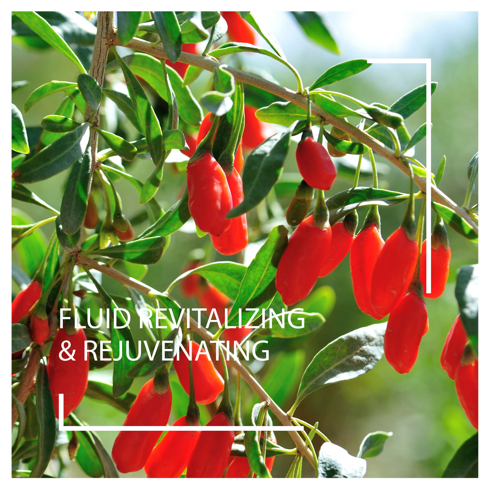 Neuheiten 2025: Fluid Revitalizing und Rejuvenating I Beautyspa Servicegesellschaft