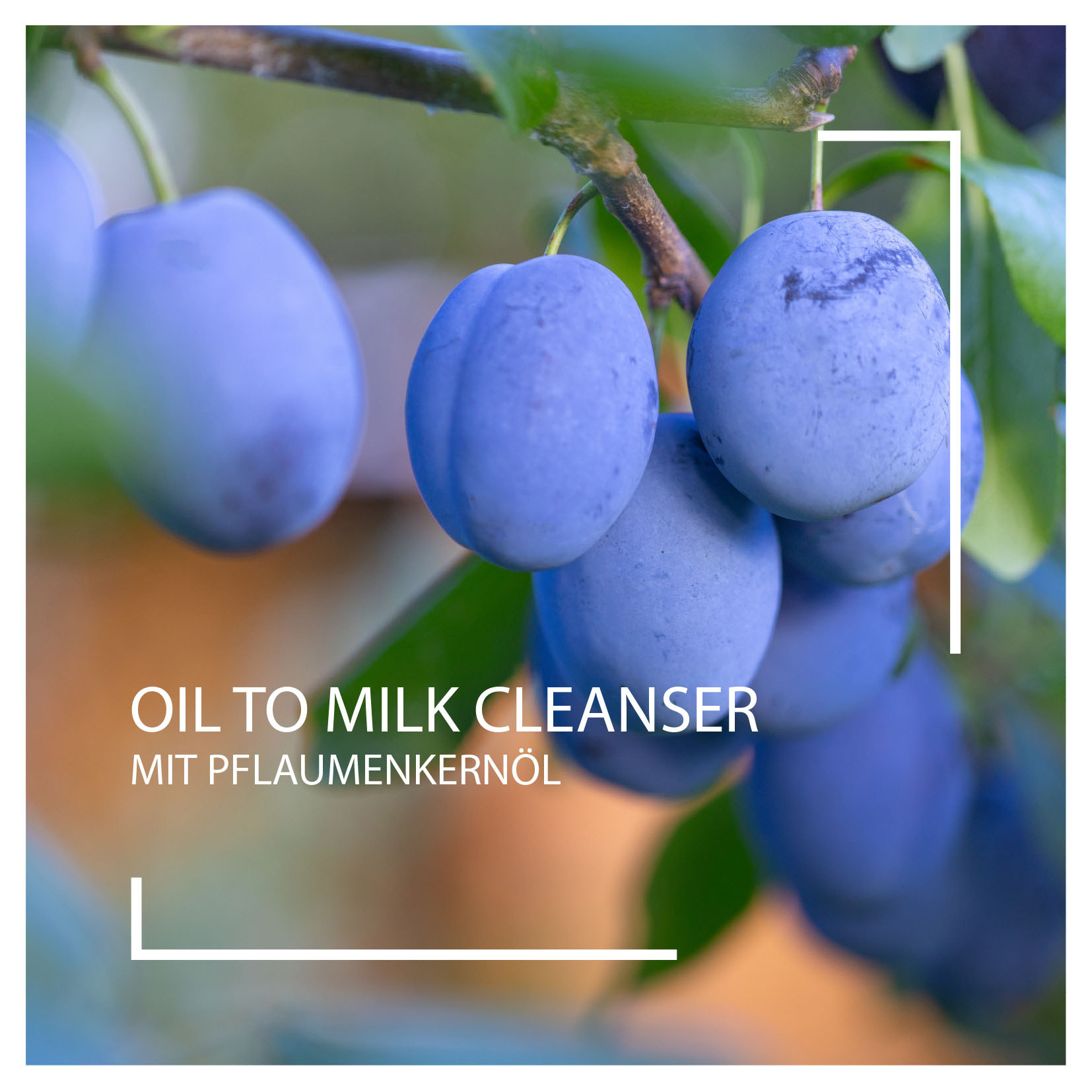 Neuheiten 2025: Oil to Milk Cleanser I Beautyspa Servicegesellschaft mbH